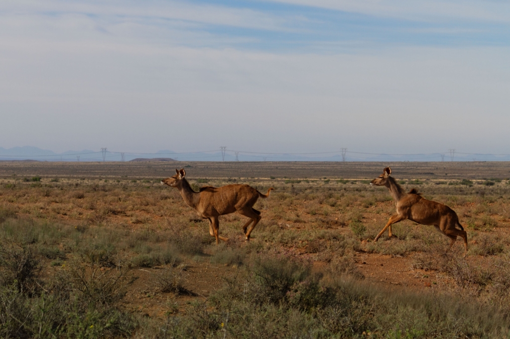 04 - Karoo NP (13).jpg